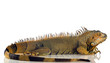 Iguana isolated on white background Iguana isolated on white background