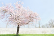 einsamer Kirschbaum