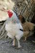 Rooster and hen