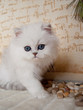 Chaton-Persan-Chinchilla-CHATTERIE Des Persans de Fannie