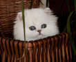 Chaton-Persan-Chinchilla-CHATTERIE Des Persans de Fannie