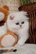 Chaton-Persan-Chinchilla-CHATTERIE Des Persans de Fannie