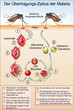 Malaria, Anophelesmuecke