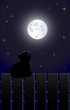 Cat on the fence