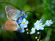 Common Blue butterflies - spring background Common Blue butterflies - spring background