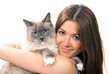 Photo: woman hold her lovely Ragdoll cat with blue eye woman hold her lovely Ragdoll cat with blue eye