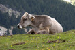 mucca