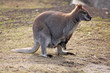 Känguru