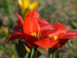 Frühlingsblumen