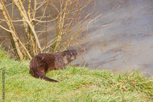 Foto: Otter on river bank Otter on river bank