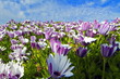 Spring is coming