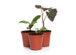 Group of Plant Seedlings