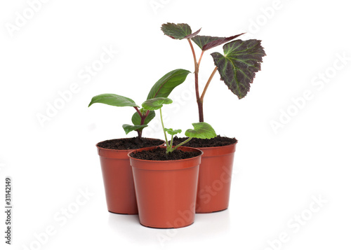 Photo: Group of Plant Seedlings Group of Plant Seedlings