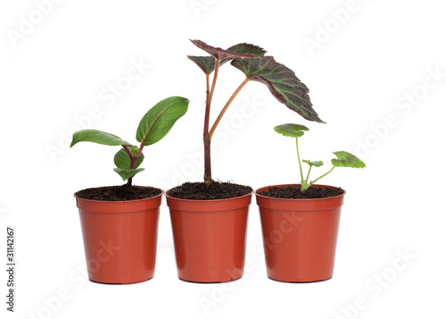 Photo: Row of Three Plant Seedlings Row of Three Plant Seedlings