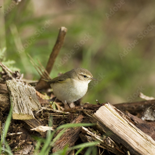 Photo : Phylloscopus collybita - Pouillot véloce - Common Chiffchaff Phylloscopus collybita - Pouillot véloce - Common Chiffchaff