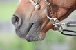 Photo: Nose of a horse Nose of a horse