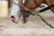Photo: teeth of a horse teeth of a horse