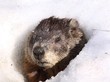 siffleux dans la neige
