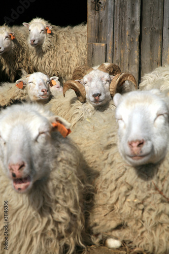 Photo: Herd of sheep resting Herd of sheep resting