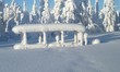 forêt finlandaise