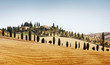 Typical landscape in Tuscany Typical landscape in Tuscany