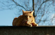 red-haired cat