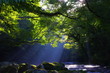 原生林と渓流と光芒　Virgin forest and shaft beam of light
