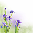 Iris bleus, fond pastel Iris bleus, fond pastel