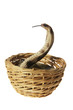 Cobra