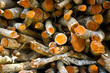 Logs from a tree on timber cutting Logs from a tree on timber cutting