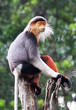 Meditating Monkey