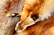 The fox fur
