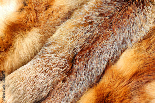 Photo: The fox fur The fox fur