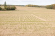 Crop field