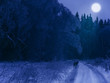 Winter night in the forest (with a lonely wolf on the road)