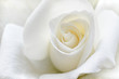Soft white rose