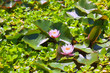 Overgrown Lily Pond