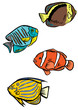 Photo en ligne au meilleur prix Poissons tropicaux