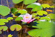 Lily Pond