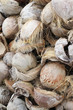 coconut trash