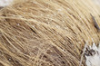 Photo: hairy coconut hairy coconut