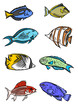 Photo en ligne au meilleur prix Poissons tropicaux2