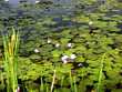 Waterlilies at Dutch Lake, Clearwater, British Columbia, Canada