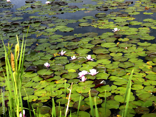 Photo: Waterlilies at Dutch Lake, Clearwater, British Columbia, Canada Waterlilies at Dutch Lake, Clearwater, British Columbia, Canada