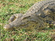 Crocodile