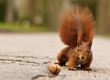 Eichhörnchen mit Walnuss - Red squirrel with walnut