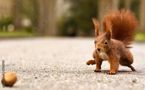 Foto: Eichhörnchen mit Walnuss - Red squirrel with walnut Eichhörnchen mit Walnuss - Red squirrel with walnut
