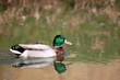 canard sur étang canard sur étang