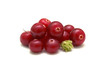 Ripe cranberries on white