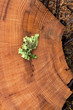 Lichen on cut tree.